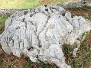 Škerk - la roccia affiorante del carso segnata dal tempo