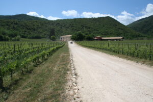 VIGNETO E IL BOSCO